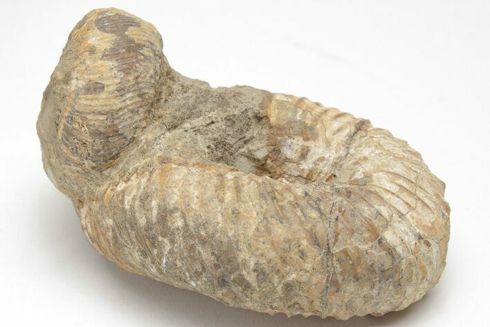 Fossil Heteromorph (Nostoceras) Ammonite - Madagascar #207547